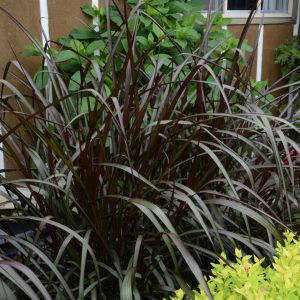 Pennisetum purpureum 'Majestic'