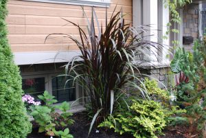 Pennisetum Noble 'Tift 114'