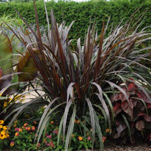 Pennisetum purpureum 'Prince'