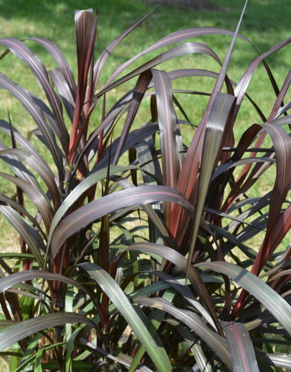 Pennisetum purpureum 'Regal Princess'