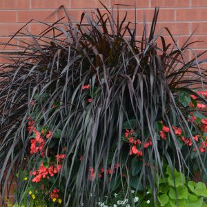 Pennisetum purpureum 'Regal Princess'