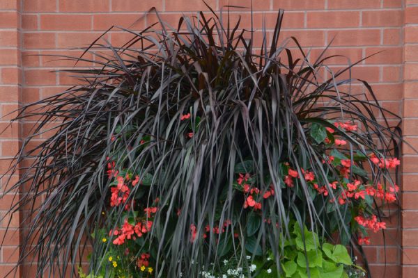 Pennisetum purpureum 'Regal Princess'