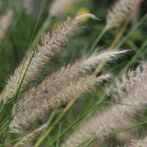 Pennisetum x advena 'Rosy Red'