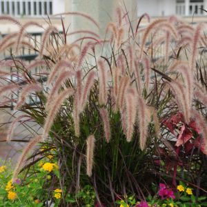 Pennisetum x advena 'Rubrum'