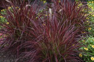 Pennisetum x advena 'Fireworks'