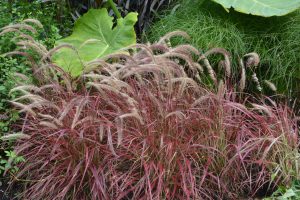 Pennisetum x advena 'Fireworks'