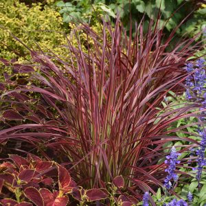 Pennisetum x advena 'Fireworks'