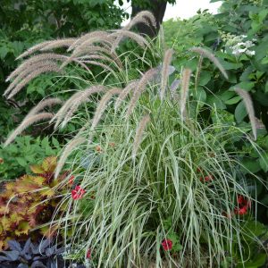 Pennisetum x advena 'Sky Rocket'