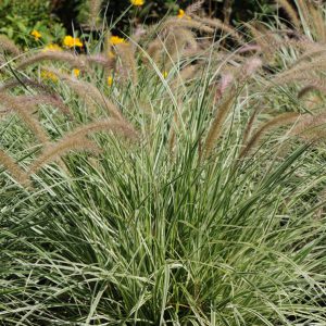 Pennisetum x advena 'Sky Rocket'