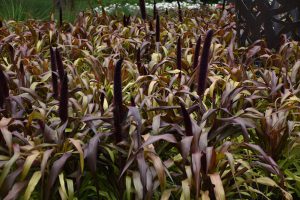 Pennisetum glaucum 'Copper Prince'