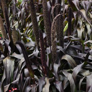Pennisetum glaucum 'Purple Baron'
