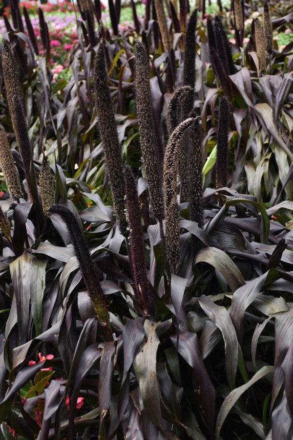 Pennisetum glaucum 'Purple Baron'