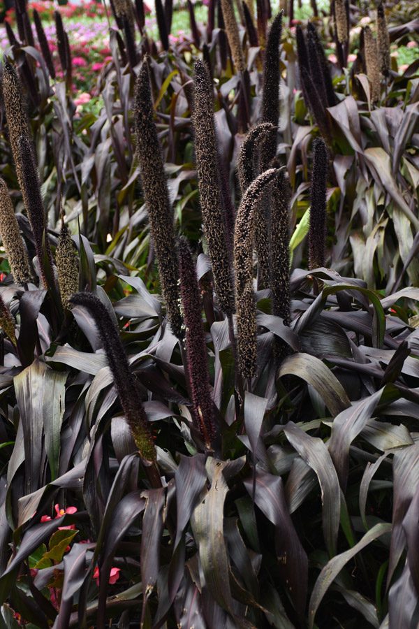Pennisetum glaucum 'Purple Baron' - Deco-Style