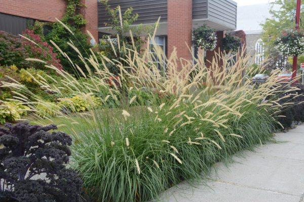 Pennisetum macrourum 'White Lancer'