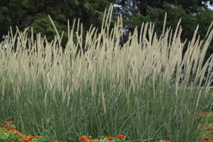 Pennisetum macrourum 'White Lancer'