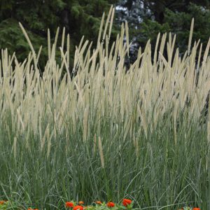 Pennisetum macrourum 'White Lancer'