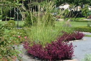 Pennisetum macrourum 'White Lancer'