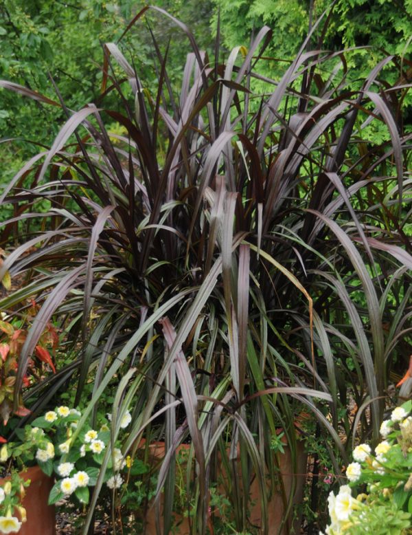 Pennisetum purpureum 'Princess Caroline'