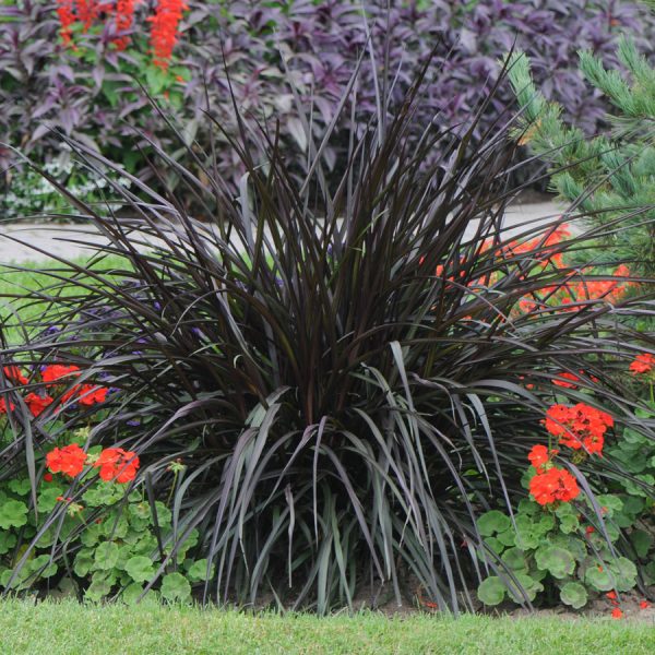 Pennisetum purpureum 'Princess Caroline'