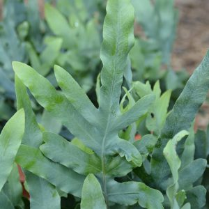 Phlebodium aureum 'Blue Star'