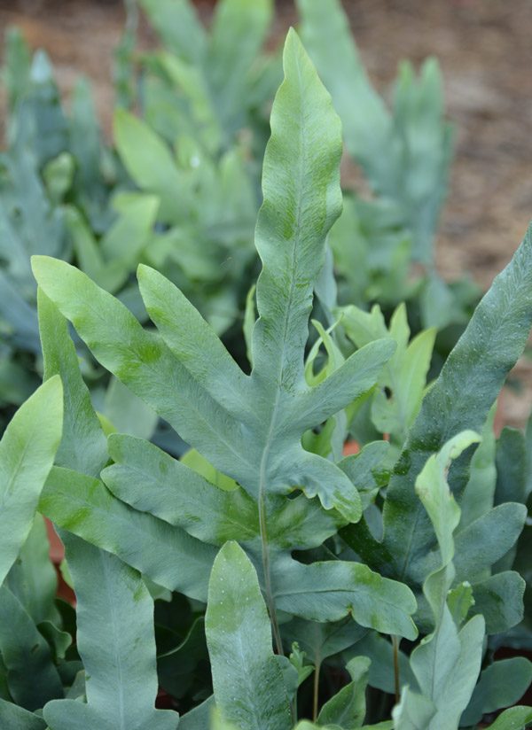 Phlebodium aureum 'Blue Star'