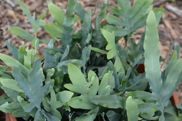 Phlebodium aureum 'Blue Star'