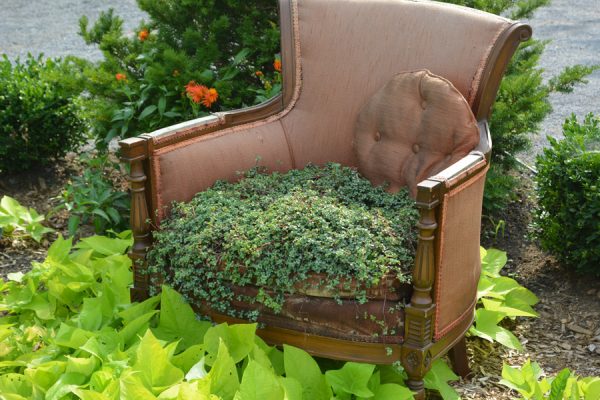 Pilea glauca 'Aquamarine'