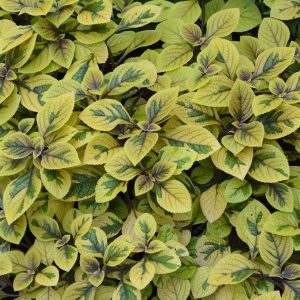 Plectranthus