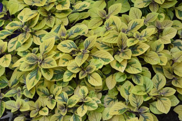 Plectranthus ciliatus 'Troy’s Gold'