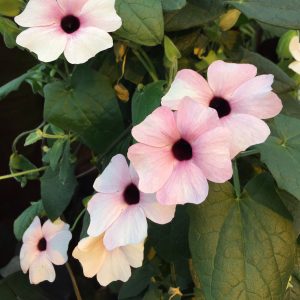 Thunbergia alata 'Arizona Pink Beauty'