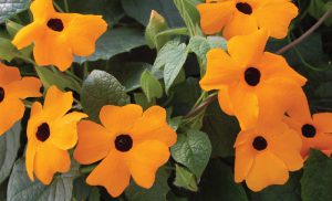 Thunbergia alata 'Sunny Suzy New Orange'