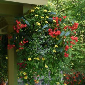 Thunbergia alata 'Lemon'