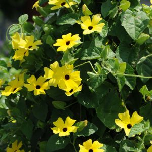 Thunbergia alata 'Lemon'