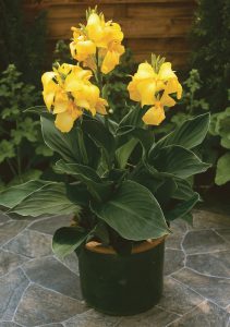 Canna Cannova Yellow