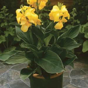 Canna Cannova Yellow