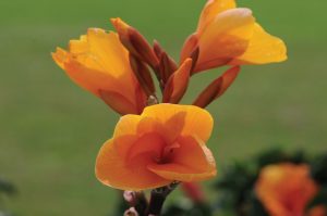 Canna Elite 'Chocolate Sunrise'