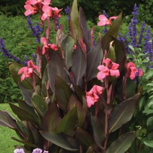 Canna 'DeLuxe Flirtini'