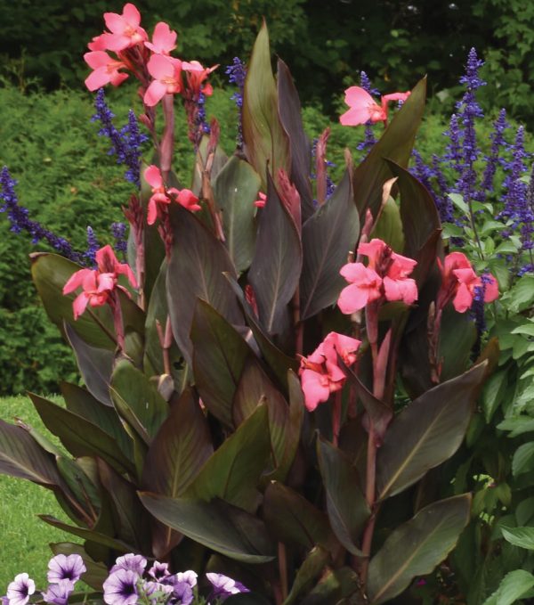 Canna 'DeLuxe Flirtini'