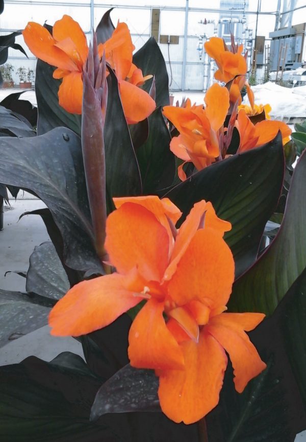 Canna 'Fogo Sunset'