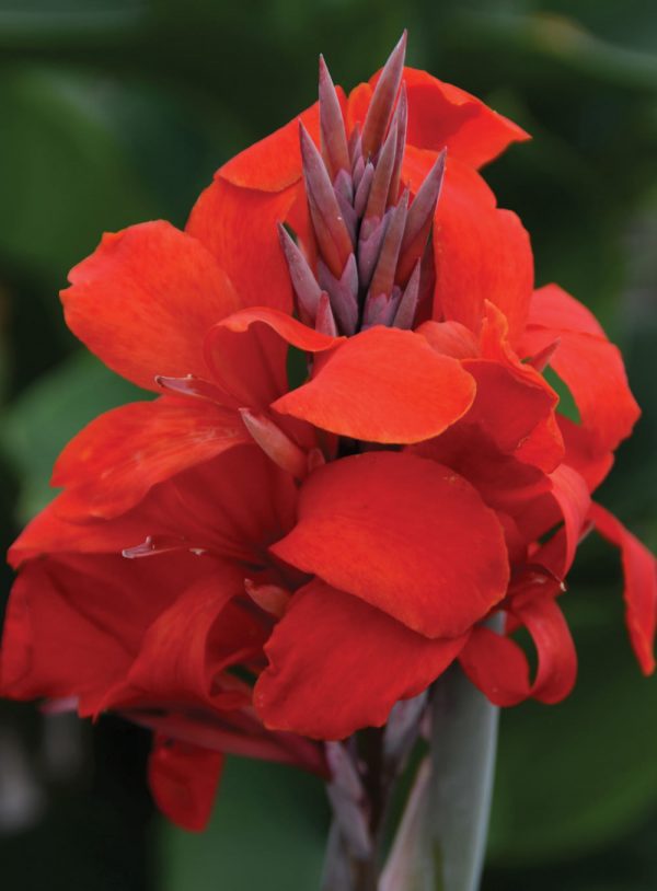 Canna 'Kreta'