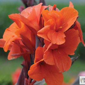 Canna Elite 'Orange Chocolate'