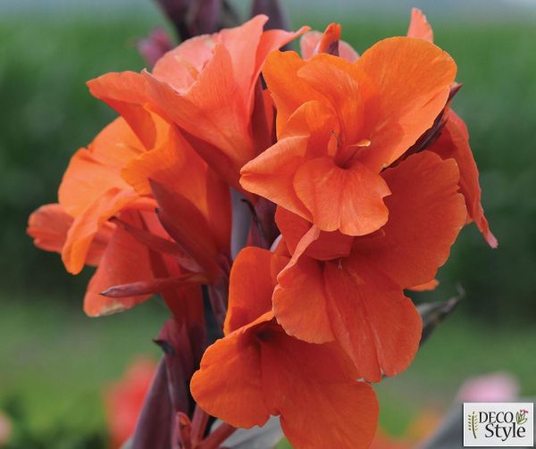 Canna Elite 'Orange Chocolate'