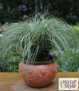 Carex comans 'Amazon Mist'