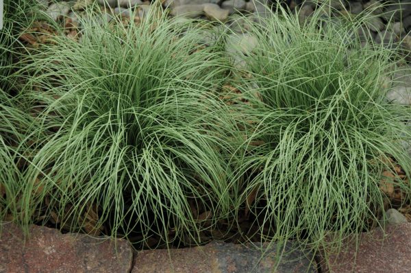 Carex comans 'Amazon Mist'