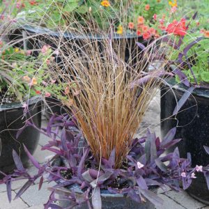 Carex buchananii 'Red Rooster'