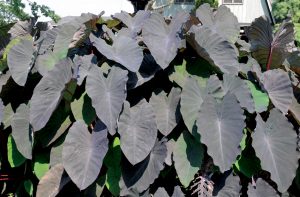 Colocasia esculenta 'Black Beauty'