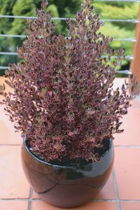 Coprosma Pacific Sunrise