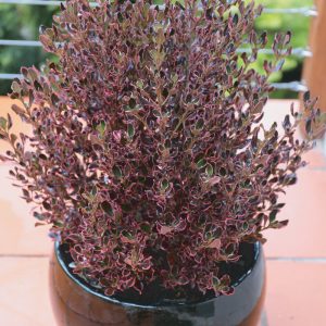 Coprosma Pacific Sunrise