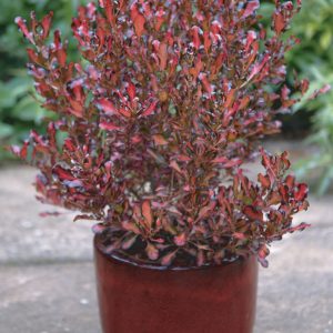 Coprosma Pacific Sunset®