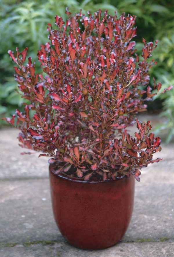 Coprosma Pacific Sunset®